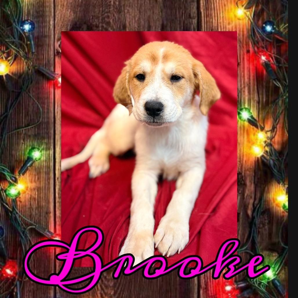 Enlarge Brooke, a Adoptable mixed breed in Royse City, TX image 1/1