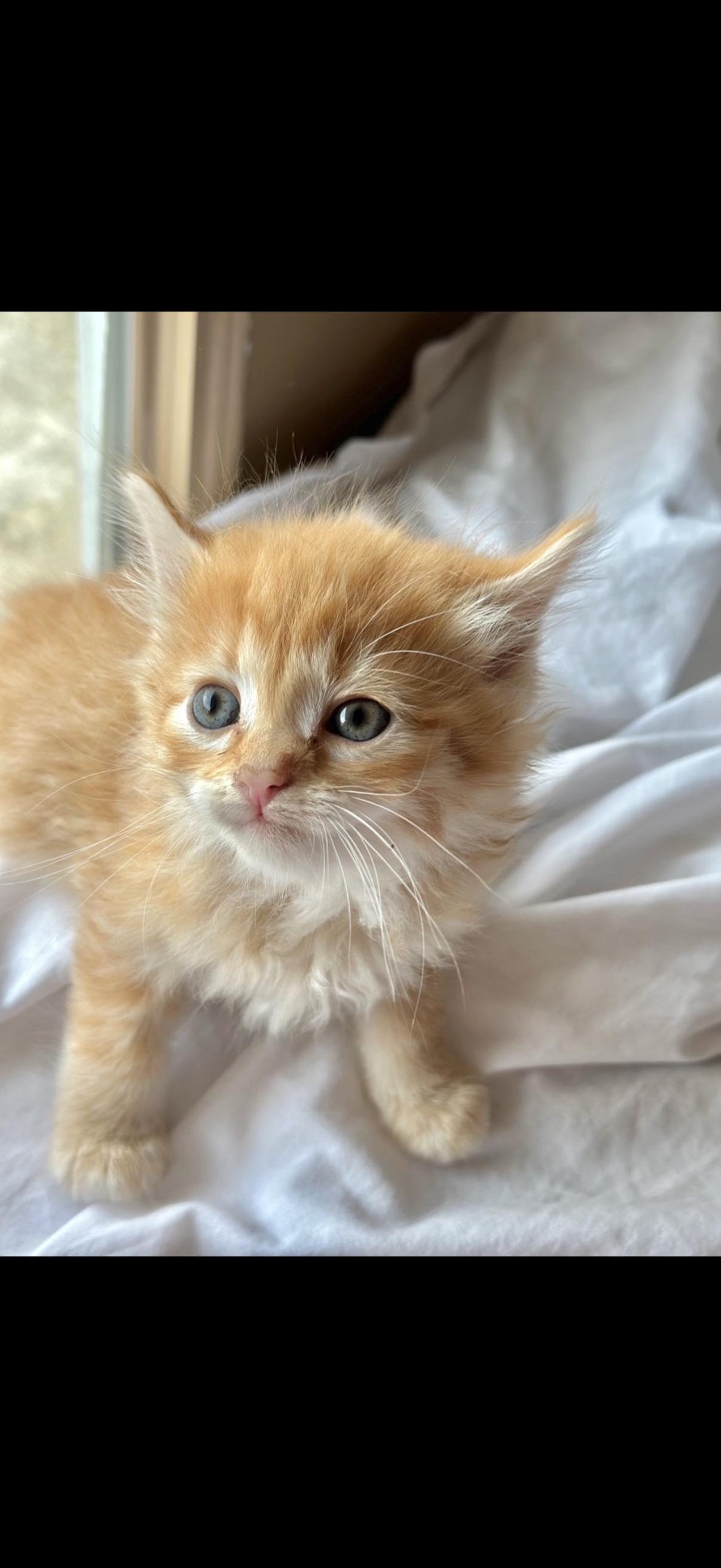Mango, an adopted mixed breed in Morristown, TN image 1/6