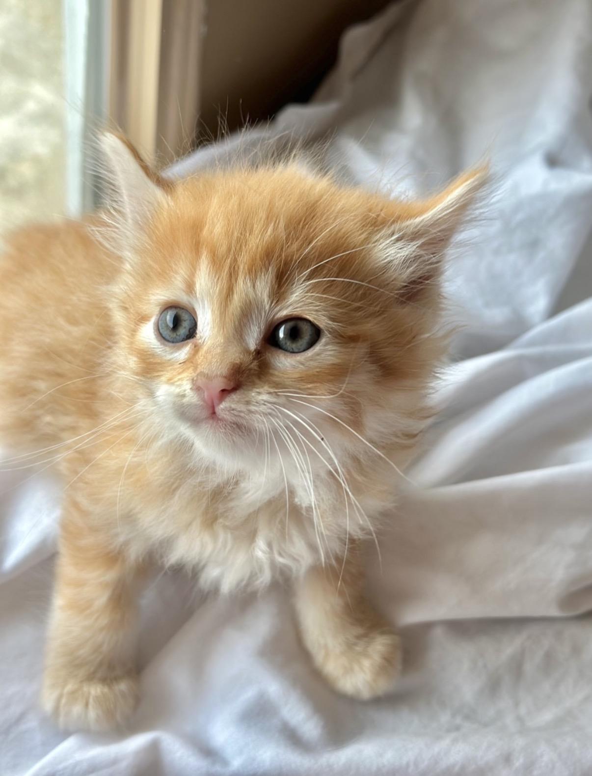Mango, an adopted mixed breed in Morristown, TN image 2/6