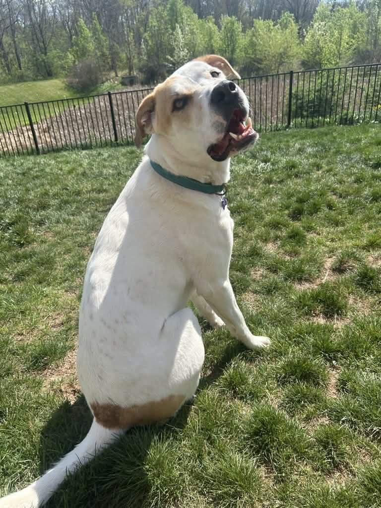 Maxey, a ADOPTABLE mixed breed in Blue Bell, PA image 3/6