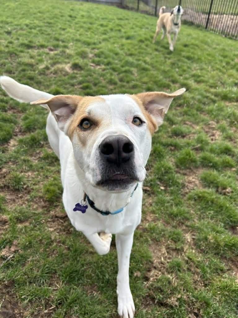Maxey, a ADOPTABLE mixed breed in Blue Bell, PA image 2/6