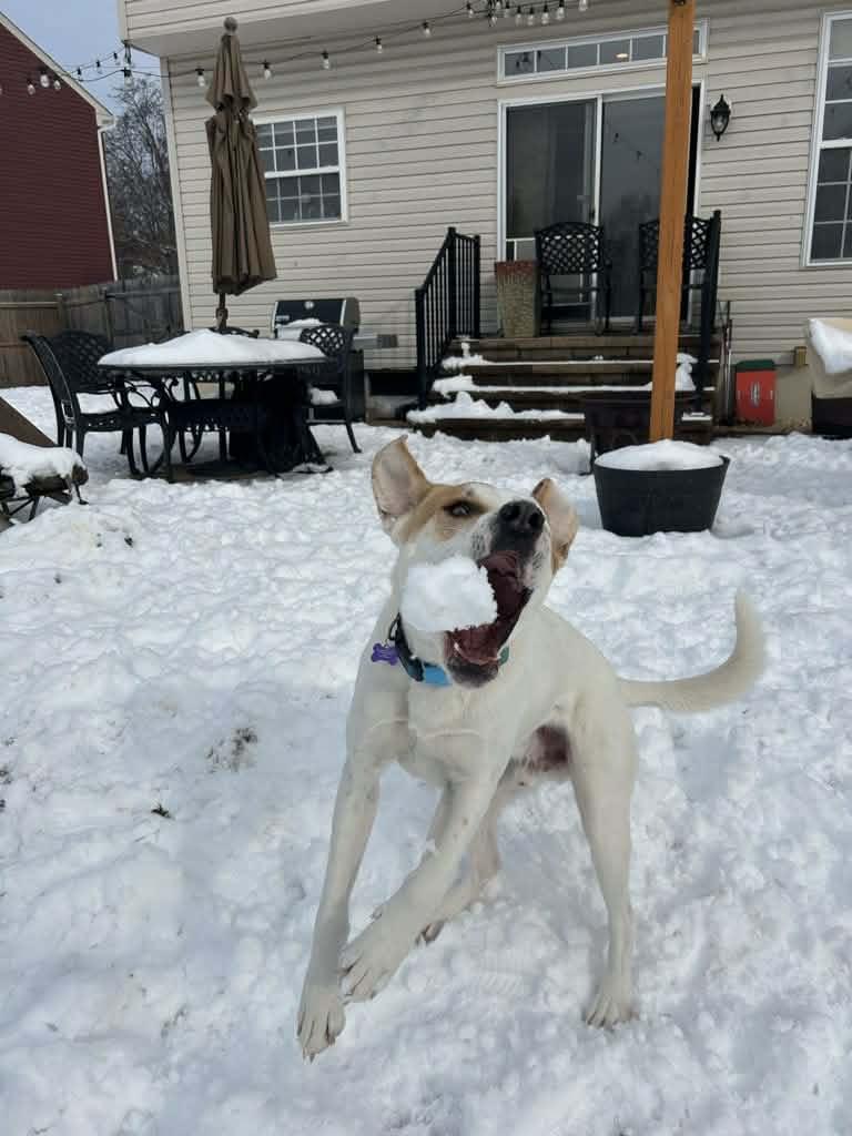 Maxey, a ADOPTABLE mixed breed in Blue Bell, PA image 5/6