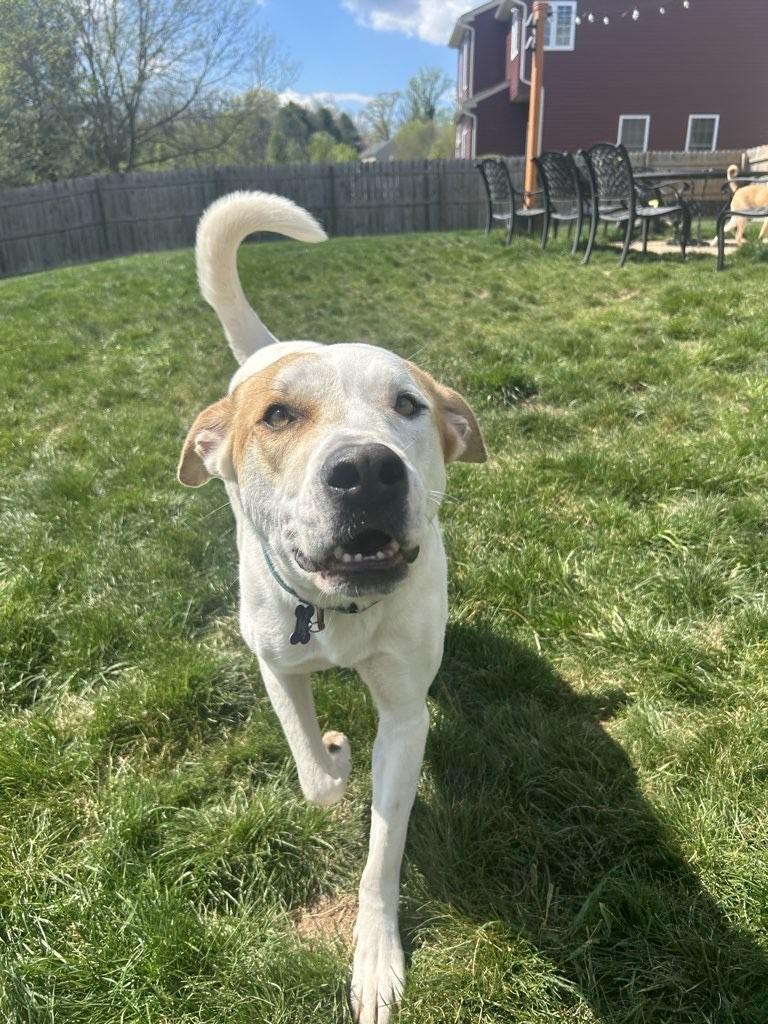 Maxey, a ADOPTABLE mixed breed in Blue Bell, PA image 4/6