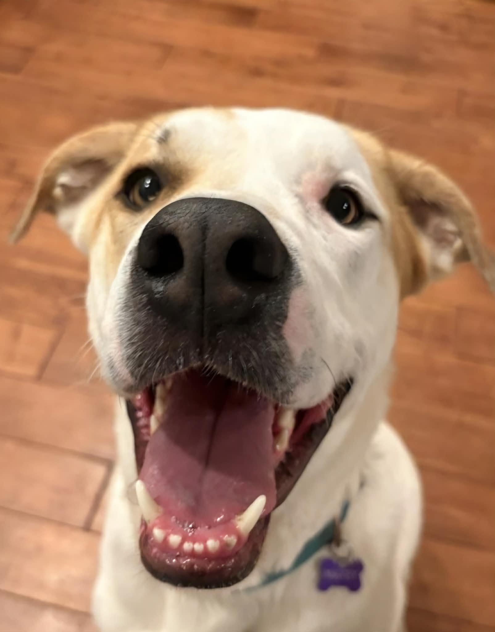 Maxey, ADOPTABLE, Adult Male Hound.