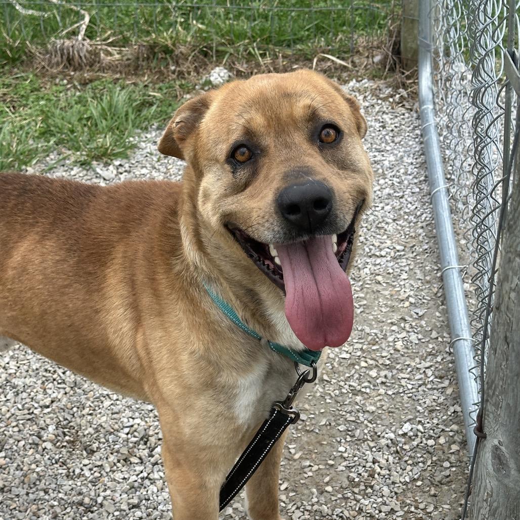 Togo, Adoptable, Adult Male Mixed Breed.