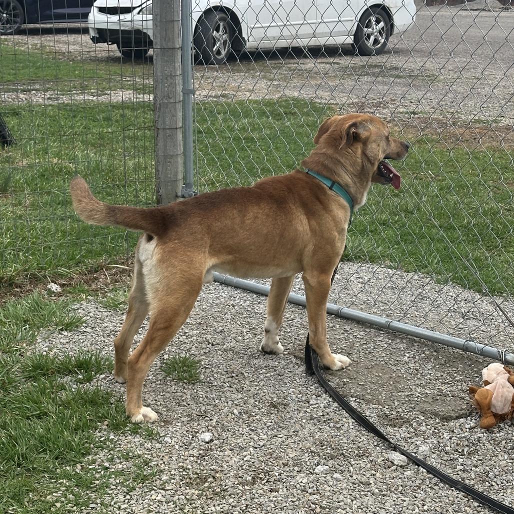 Enlarge Togo, a Adoptable Mixed Breed in Uniontown, PA image 2/3