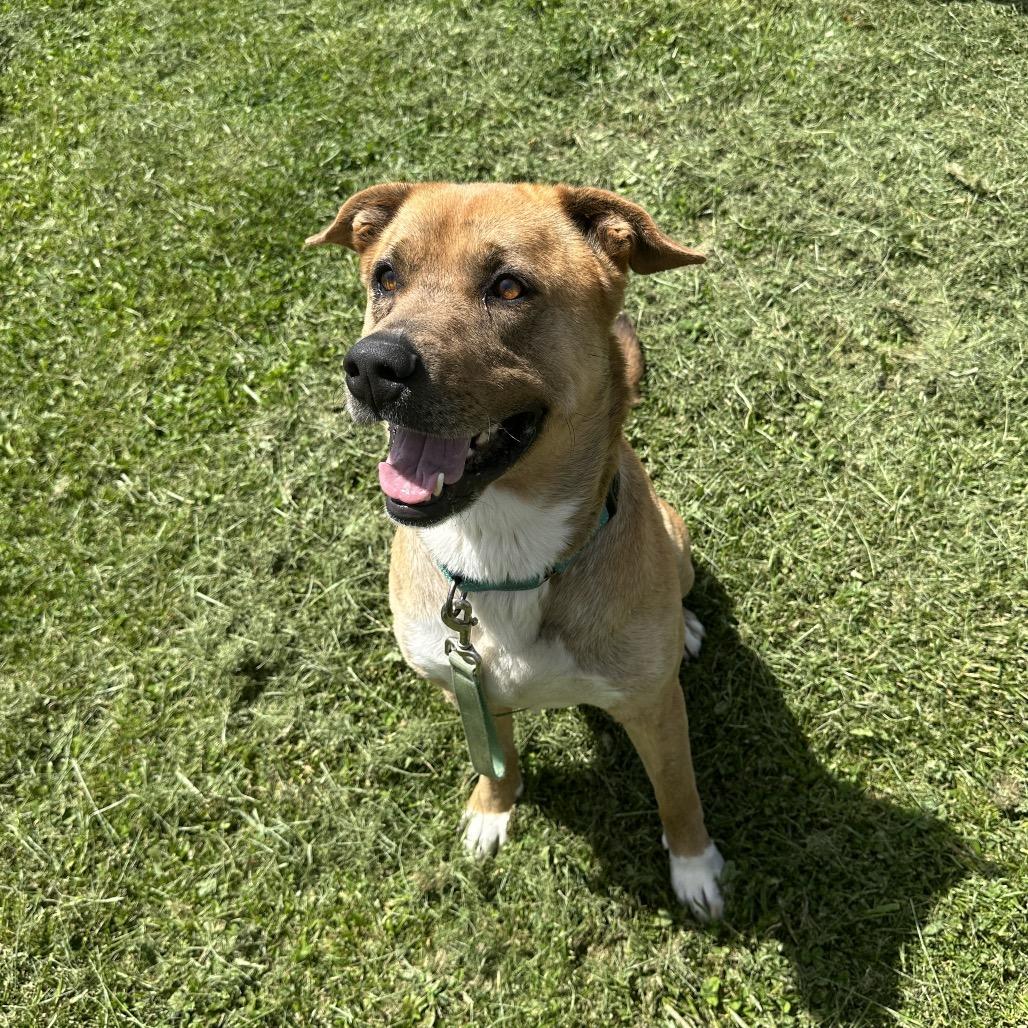 Togo, a Adoptable Mixed Breed in Uniontown, PA image 3/6