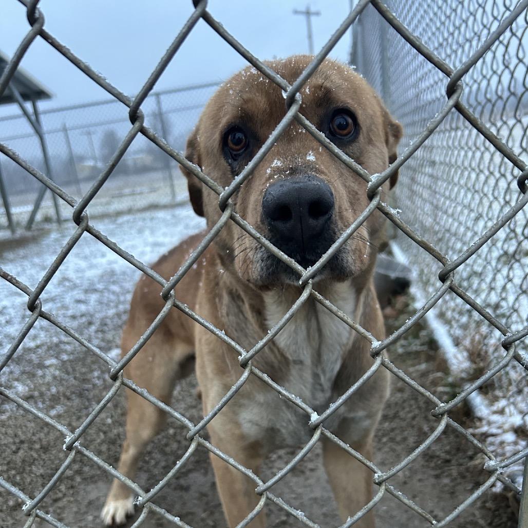 Enlarge Togo, a Adoptable Mixed Breed in Uniontown, PA image 3/3