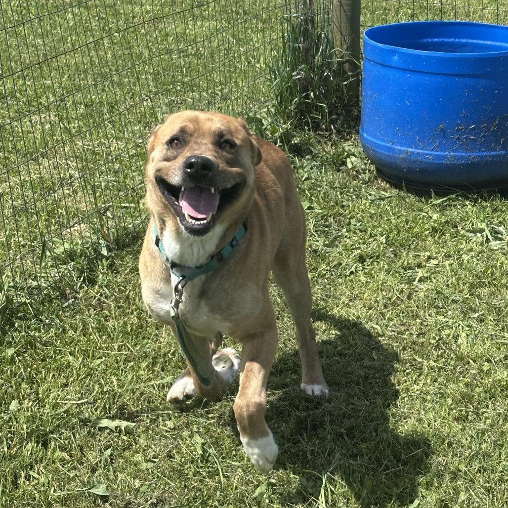 Togo, a Adoptable Mixed Breed in Uniontown, PA image 6/6