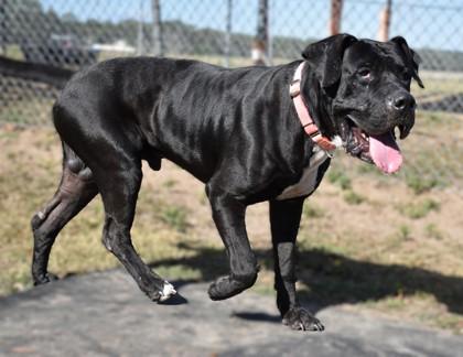Enlarge Otto, a ADOPTABLE mixed breed in Inverness, FL image 1/2