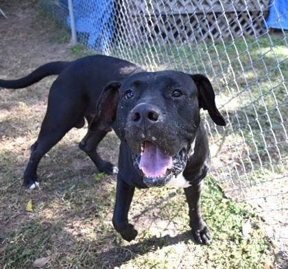 Enlarge Otto, a ADOPTABLE mixed breed in Inverness, FL image 2/2