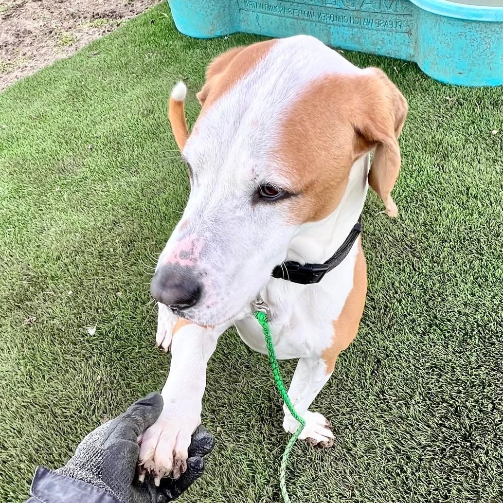 Ruger, a Adoptable Mixed Breed in Georgetown, TX image 1/6