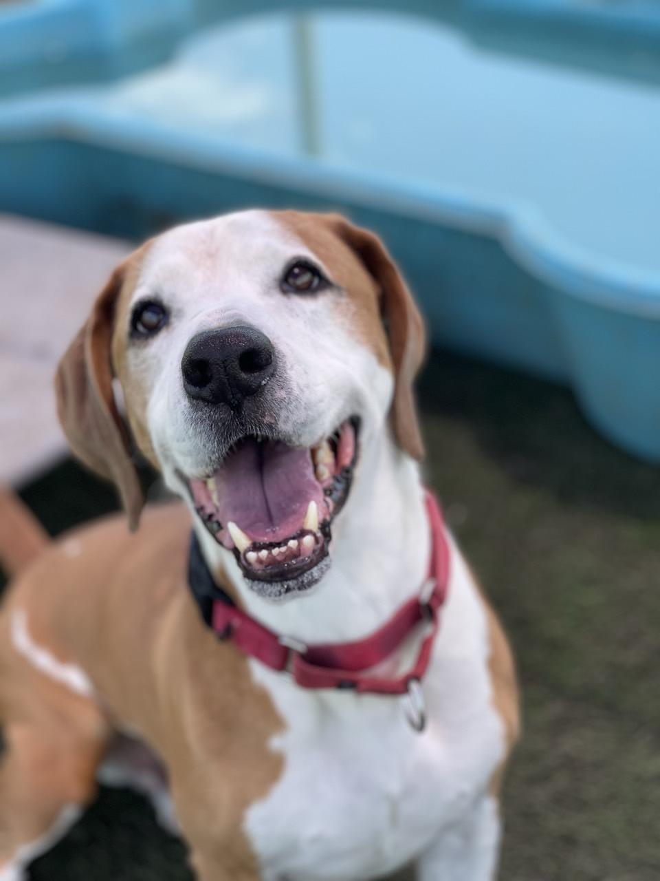 Enlarge Ruger, an adoptable Mixed Breed in Georgetown, TX image 4/6