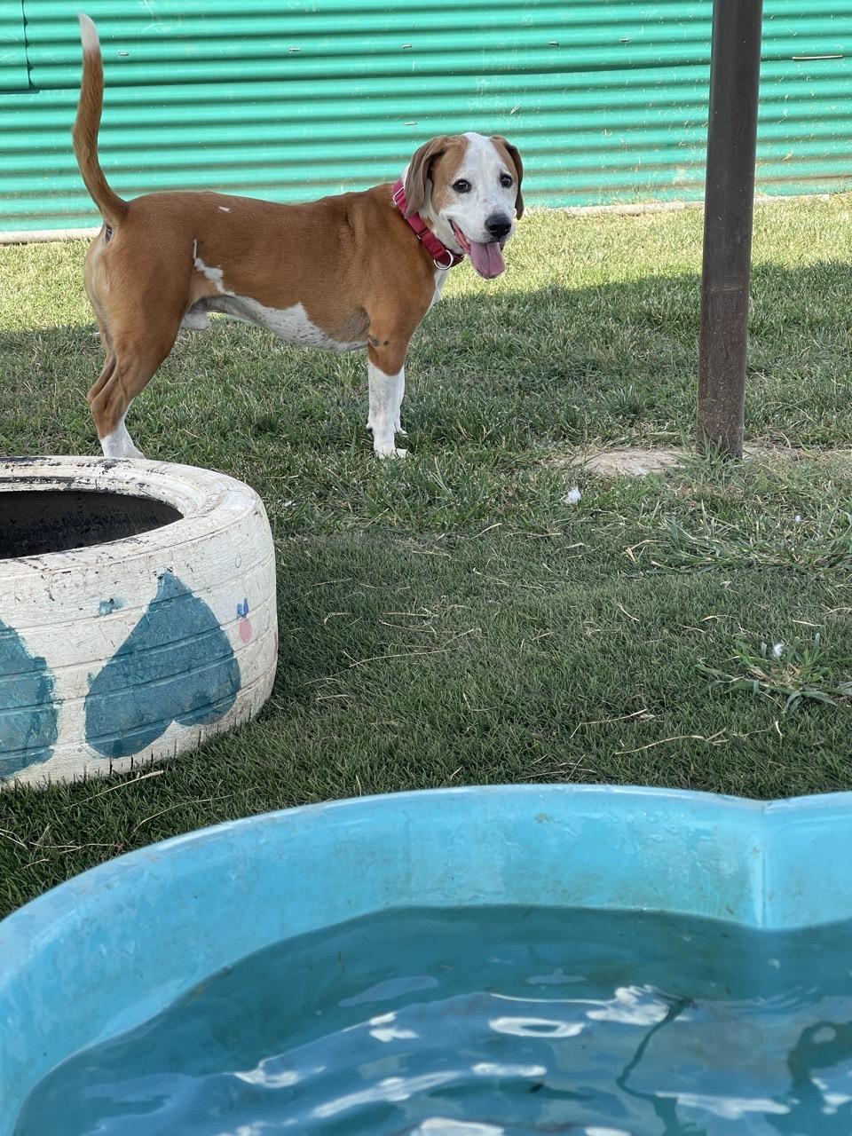 Enlarge Ruger, an adoptable Mixed Breed in Georgetown, TX image 5/6