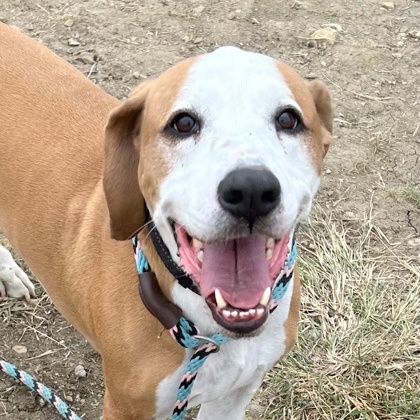 Ruger, a Adoptable Mixed Breed in Georgetown, TX image 2/6