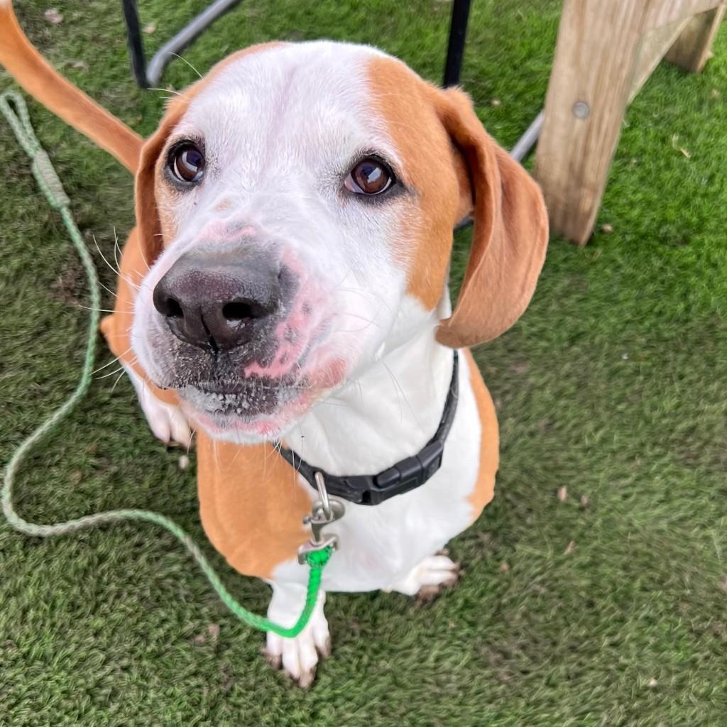 Ruger, a Adoptable Mixed Breed in Georgetown, TX image 3/6