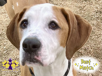 Ruger, a Adoptable Mixed Breed in Georgetown, TX image 5/6