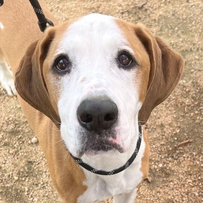 Ruger, a Adoptable Mixed Breed in Georgetown, TX image 6/6