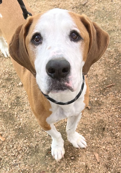Ruger photo 4