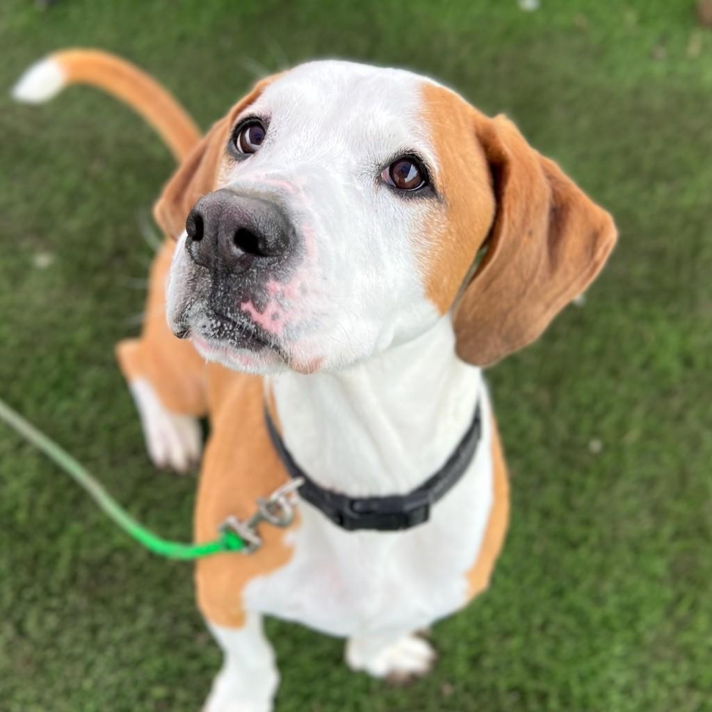 Ruger, a Adoptable Mixed Breed in Georgetown, TX image 4/6