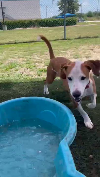 Enlarge Ruger, an adoptable Mixed Breed in Georgetown, TX video 6/6