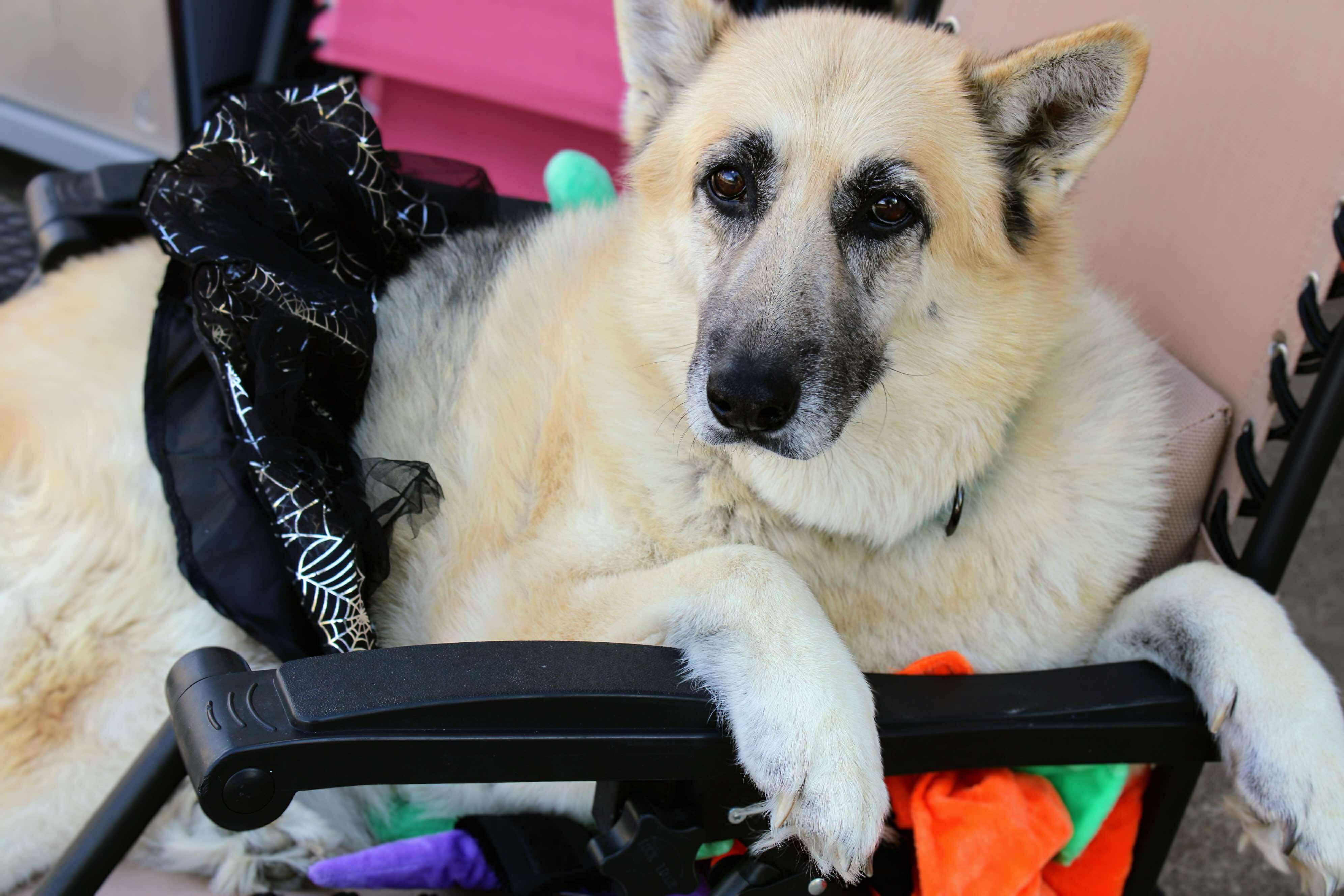 Enlarge Willow, a Adoptable German Shepherd Dog in Fort Worth, TX image 2/6