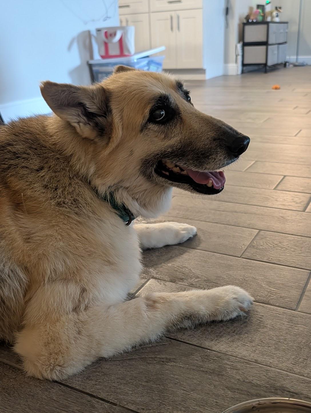 Enlarge Willow, a Adoptable German Shepherd Dog in Fort Worth, TX image 6/6