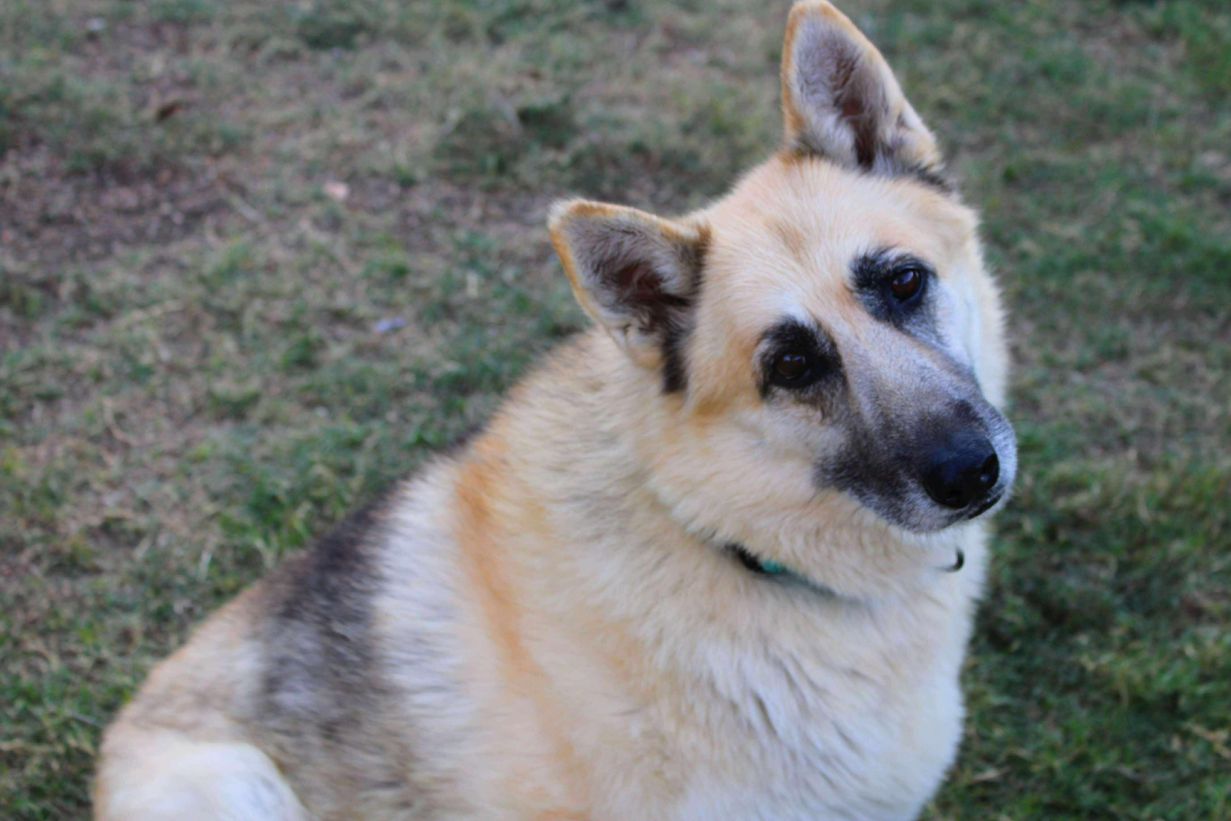Enlarge Willow, a Adoptable German Shepherd Dog in Fort Worth, TX image 5/6