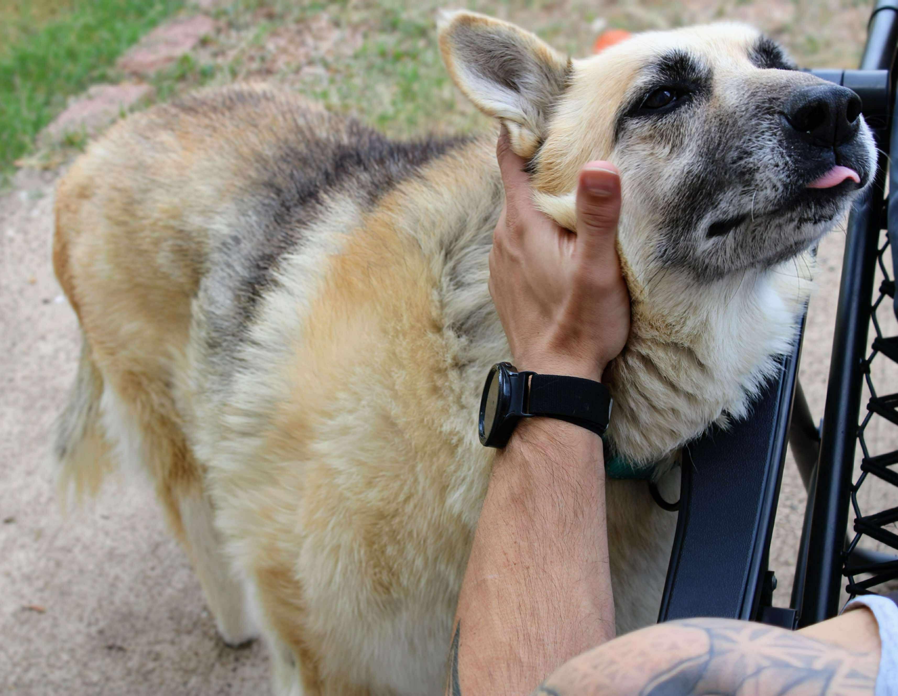 Enlarge Willow, a Adoptable German Shepherd Dog in Fort Worth, TX image 3/6