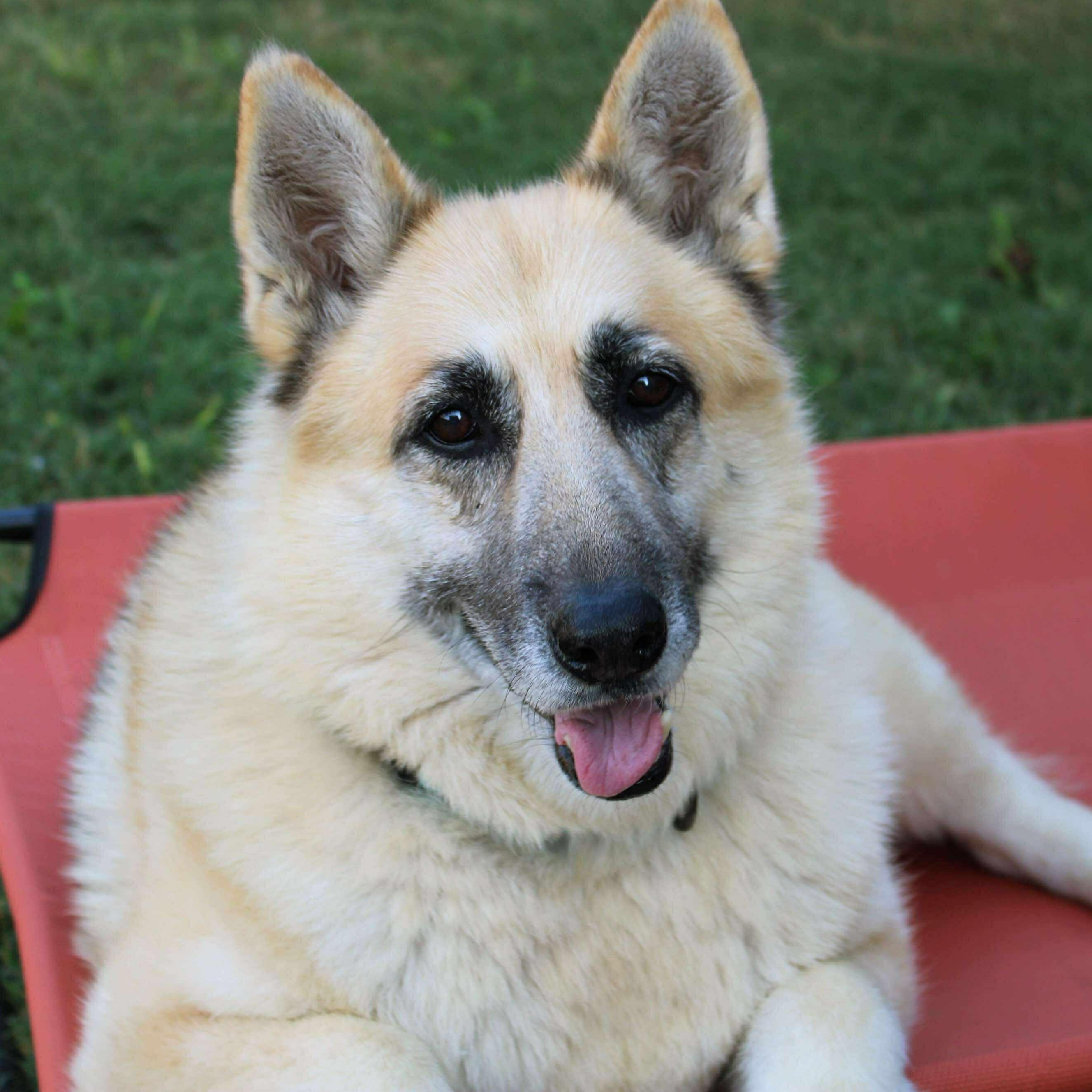 Enlarge Willow, a Adoptable German Shepherd Dog in Fort Worth, TX image 1/6