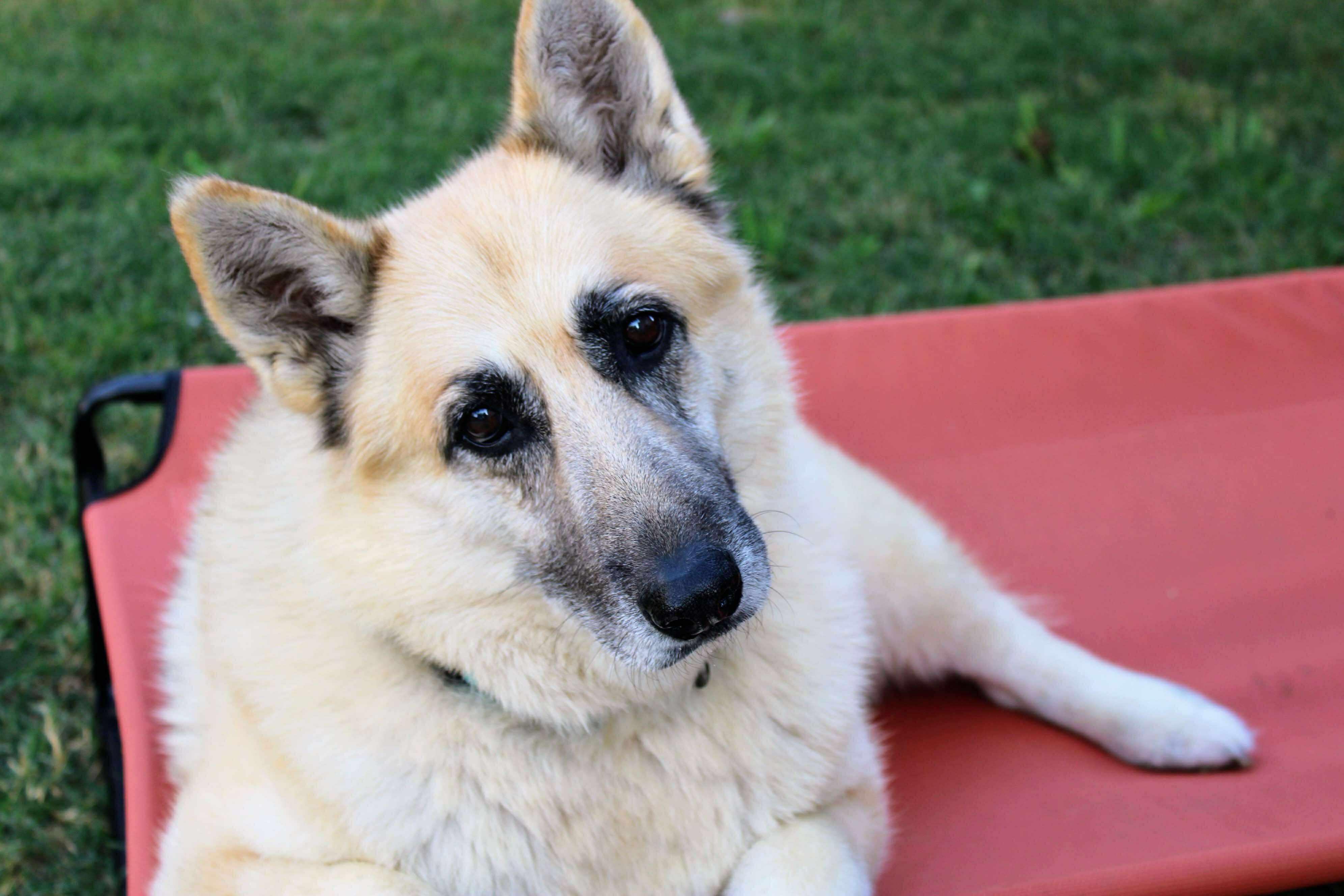 Enlarge Willow, a Adoptable German Shepherd Dog in Fort Worth, TX image 6/6