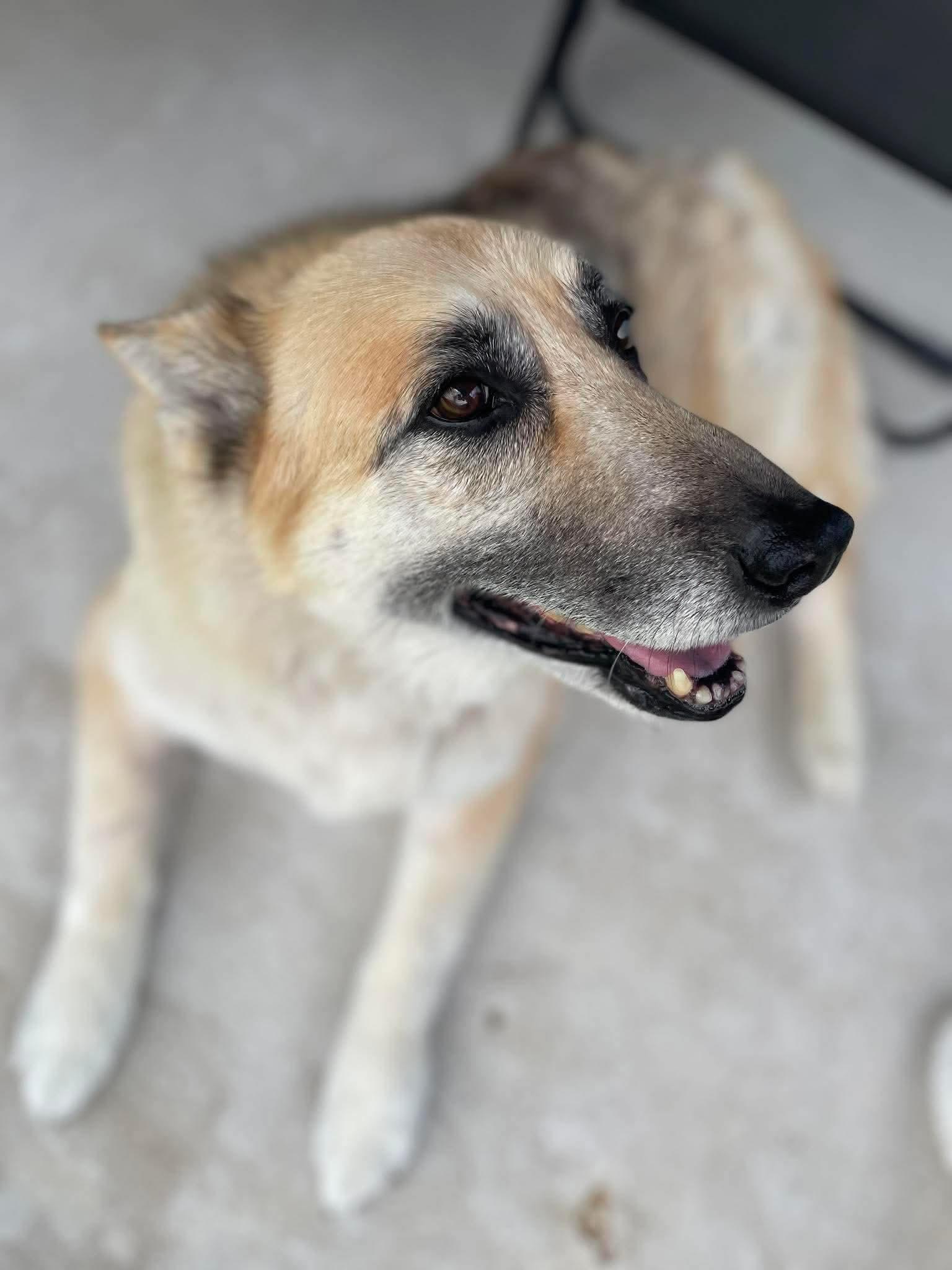 Willow, a Adoptable German Shepherd Dog in Fort Worth, TX image 2/6