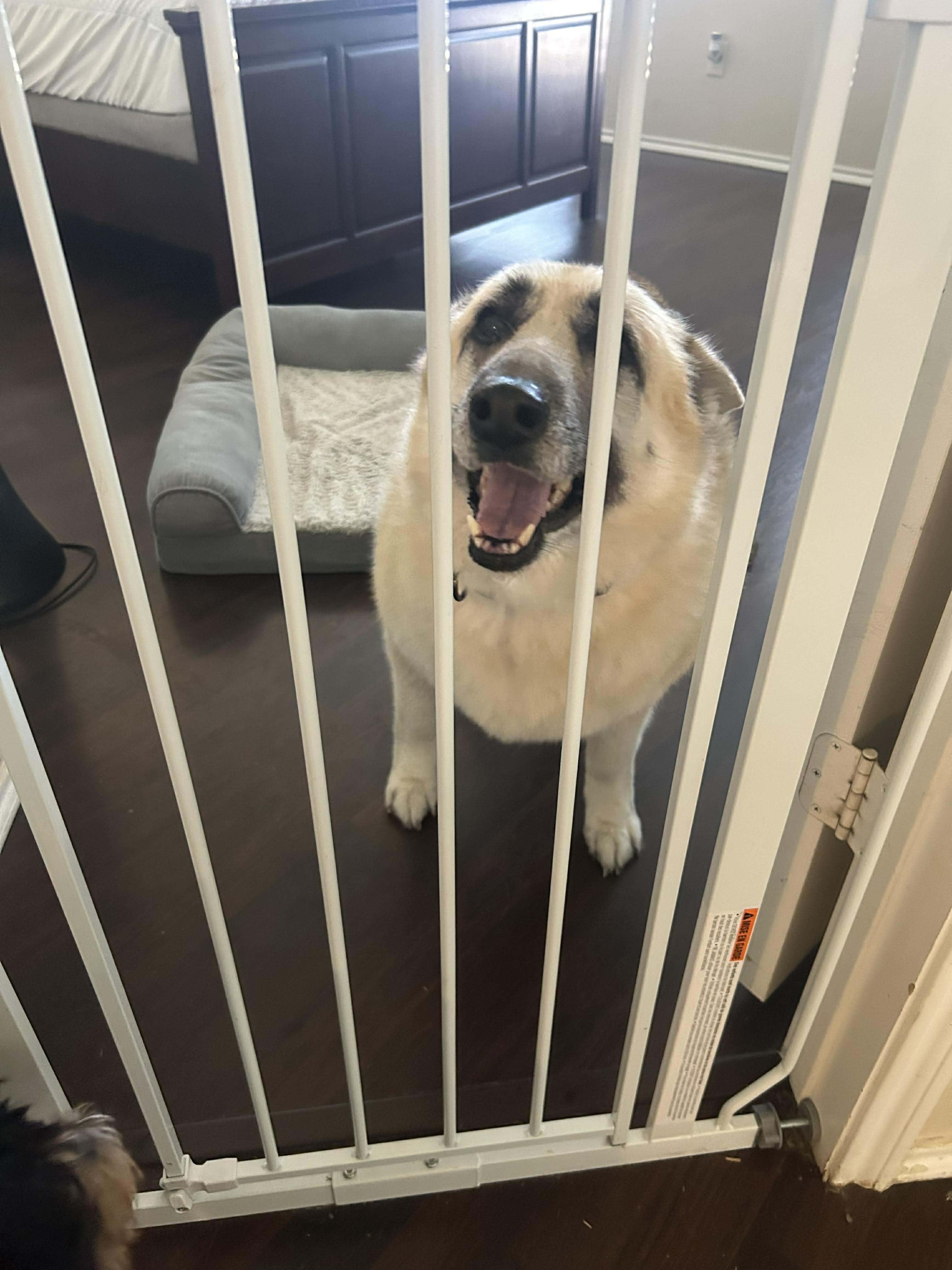 Enlarge Willow, a Adoptable German Shepherd Dog in Fort Worth, TX image 4/6