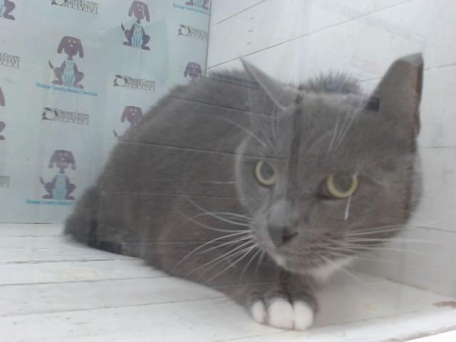 PETRUCHIO, Adoptable, Senior Male Domestic Short Hair.