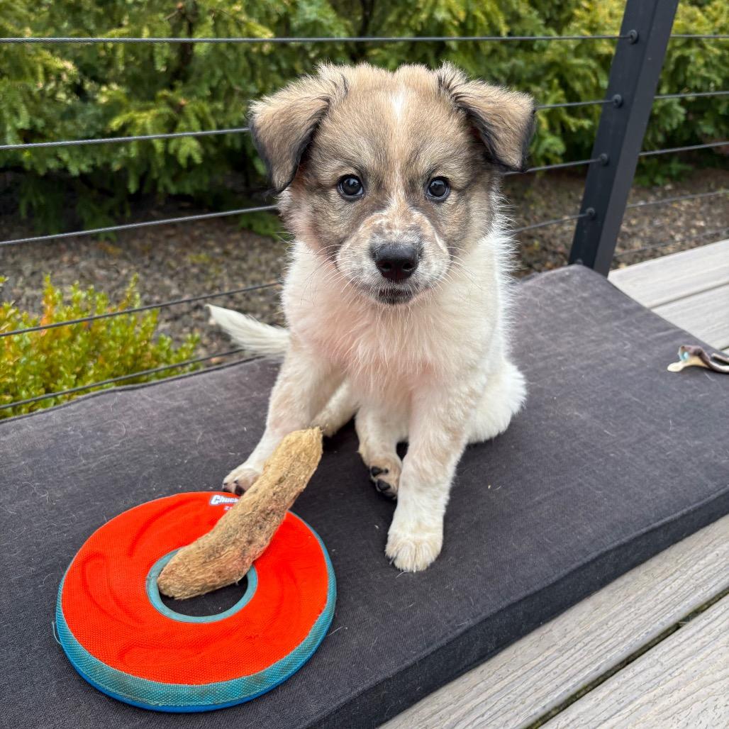 Enlarge Mckinley, a Adoptable mixed breed in Newberg, OR image 1/6