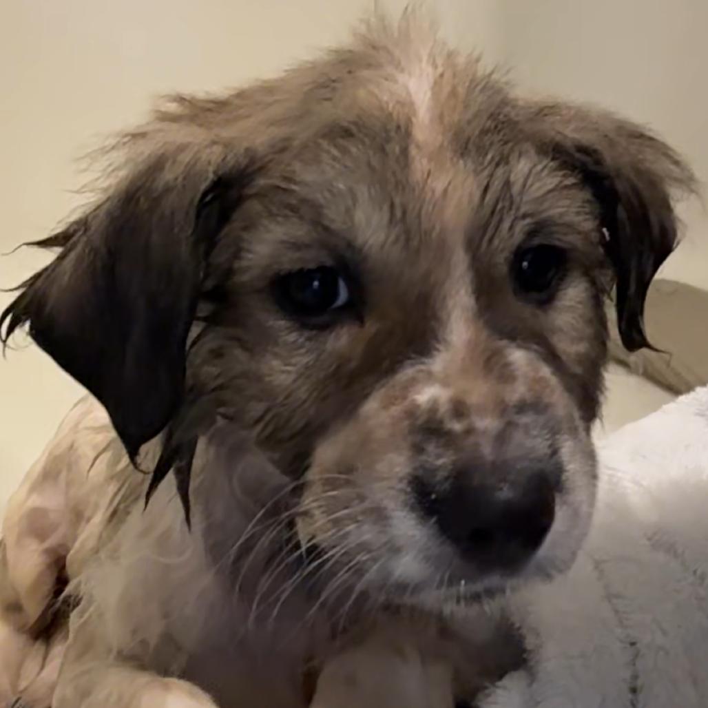 Enlarge Mckinley, a Adoptable mixed breed in Newberg, OR image 2/6