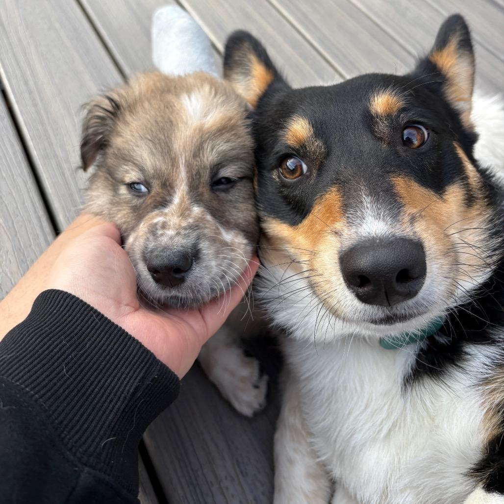 Enlarge Mckinley, a Adoptable mixed breed in Newberg, OR image 3/6