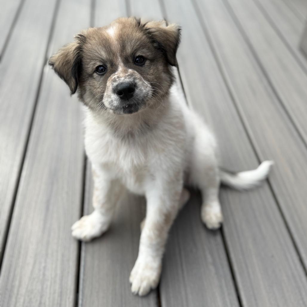Enlarge Mckinley, a Adoptable mixed breed in Newberg, OR image 4/6