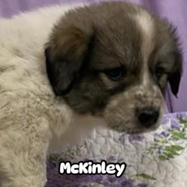 Enlarge Mckinley, a Adoptable mixed breed in Newberg, OR image 6/6