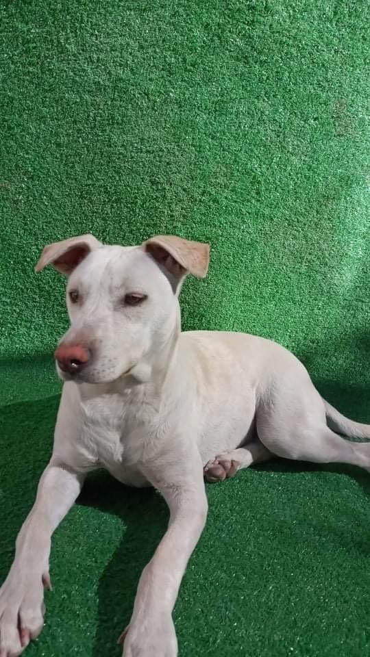 Paloma Luna, a Adopted mixed breed in Escondido, CA image 1/3