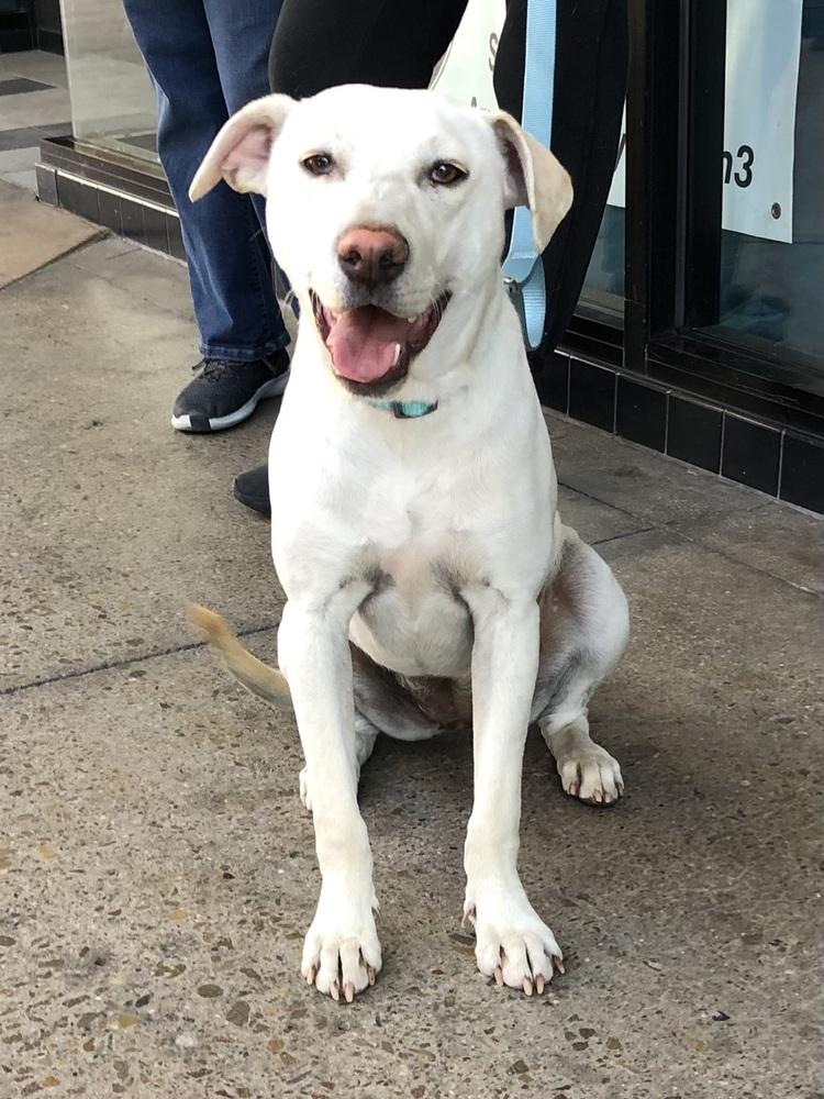 Paloma Luna, a Adopted mixed breed in Escondido, CA image 2/3