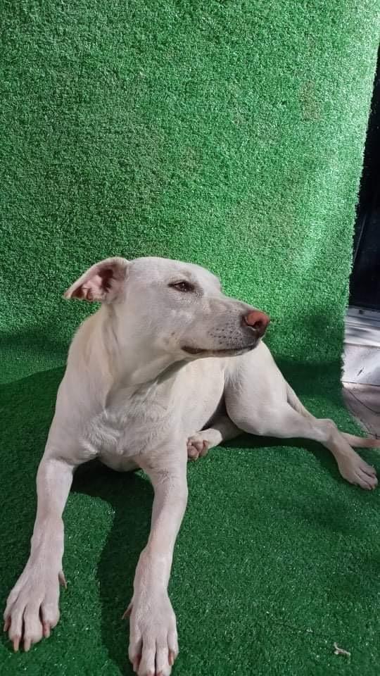 Paloma Luna, a Adopted mixed breed in Escondido, CA image 3/3