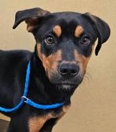 Connor, Adoptable, Young Male Rottweiler.