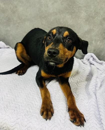 Enlarge Connor, a Adoptable Rottweiler in Hillsboro, NH image 2/2