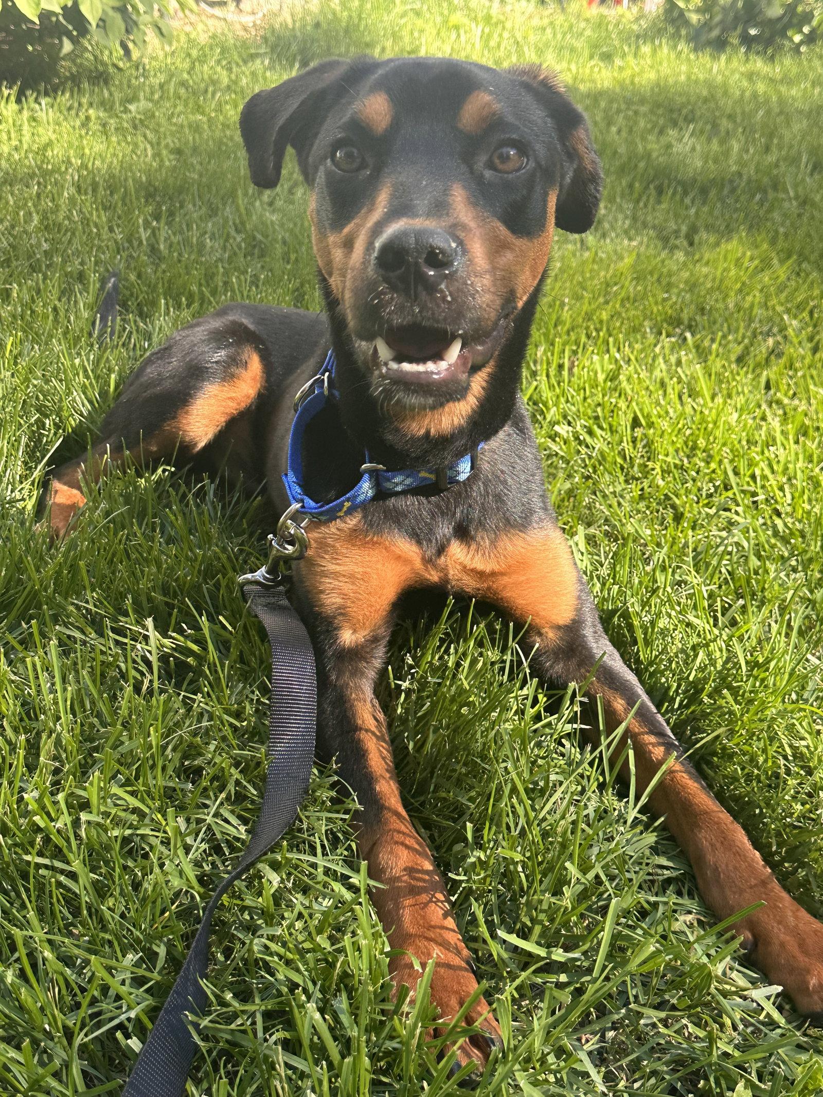 Enlarge Connor, a Adoptable Rottweiler in Hillsboro, NH image 2/3