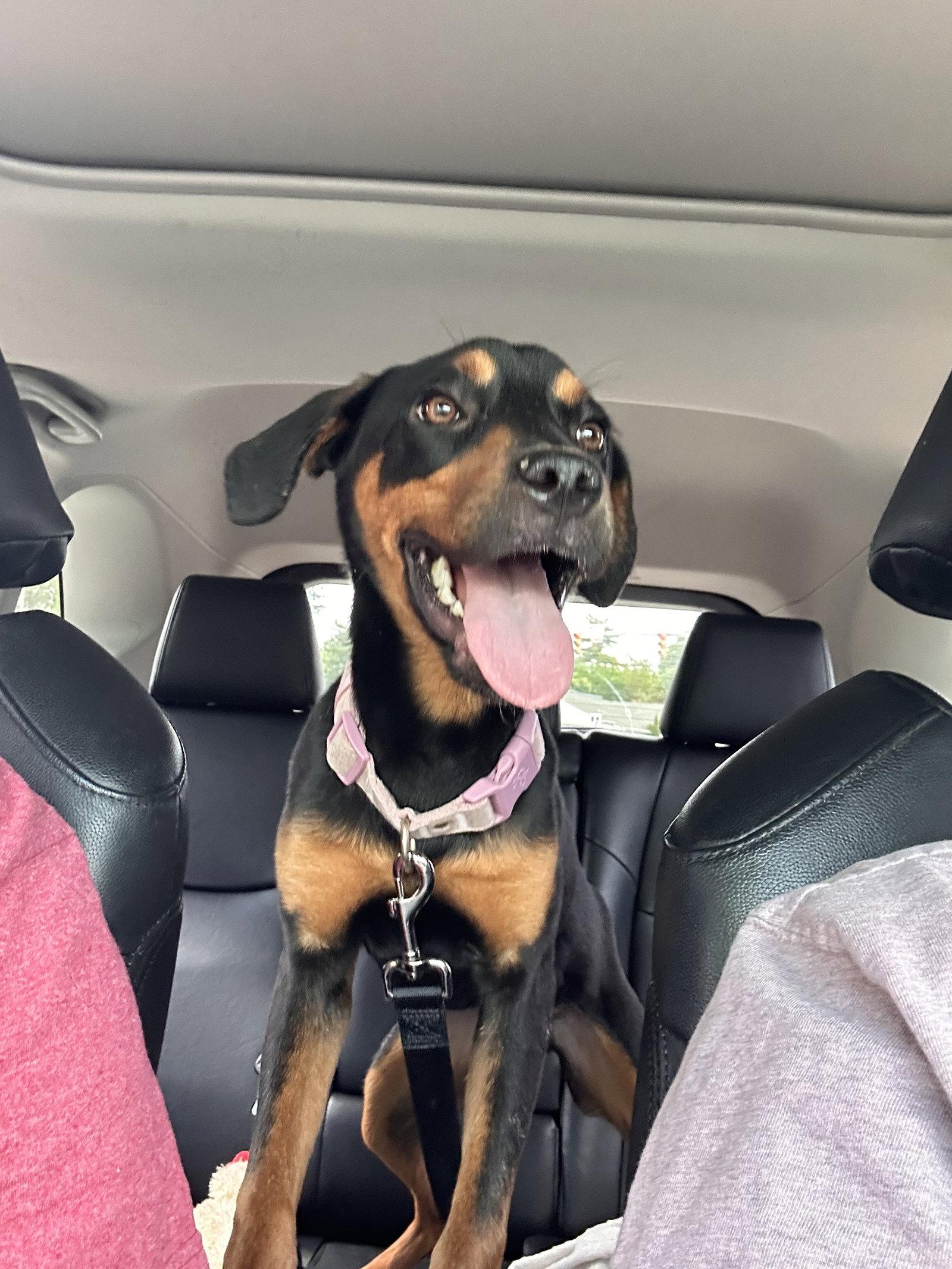 Enlarge Connor, a Adoptable Rottweiler in Hillsboro, NH image 3/3