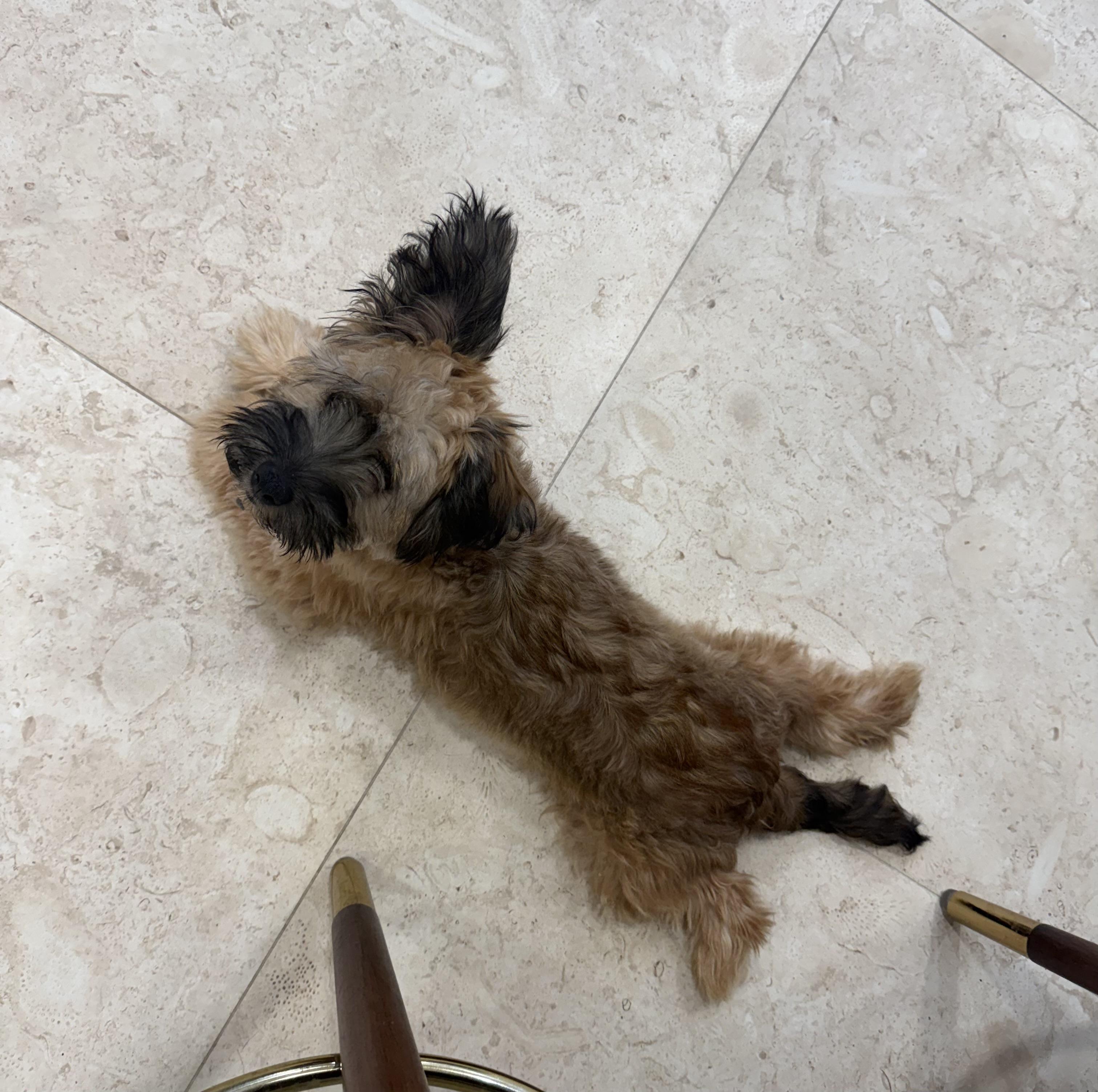 Enlarge Boba, a Adoptable mixed breed in Bradenton, FL image 6/6