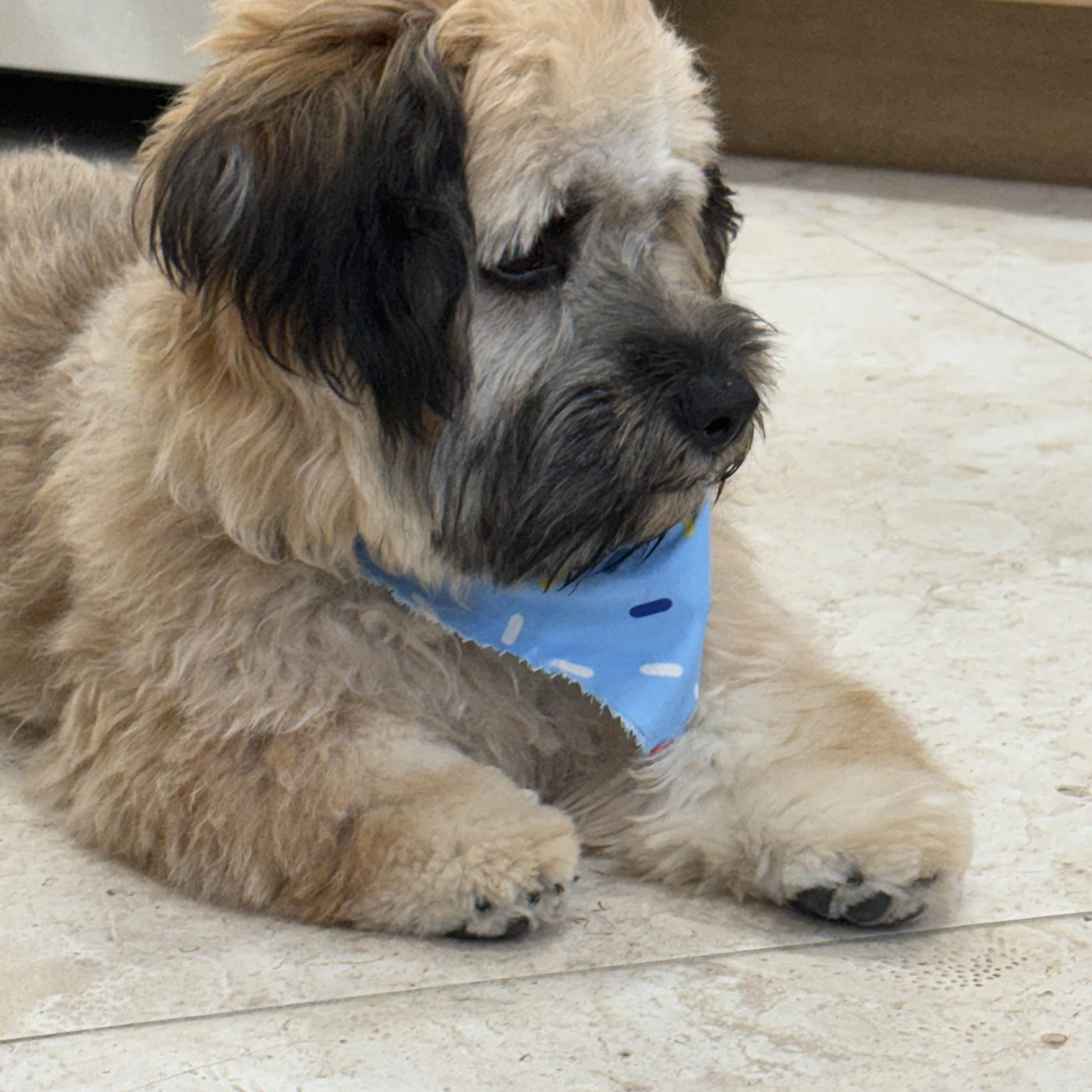 Enlarge Boba, a Adoptable mixed breed in Bradenton, FL image 4/6
