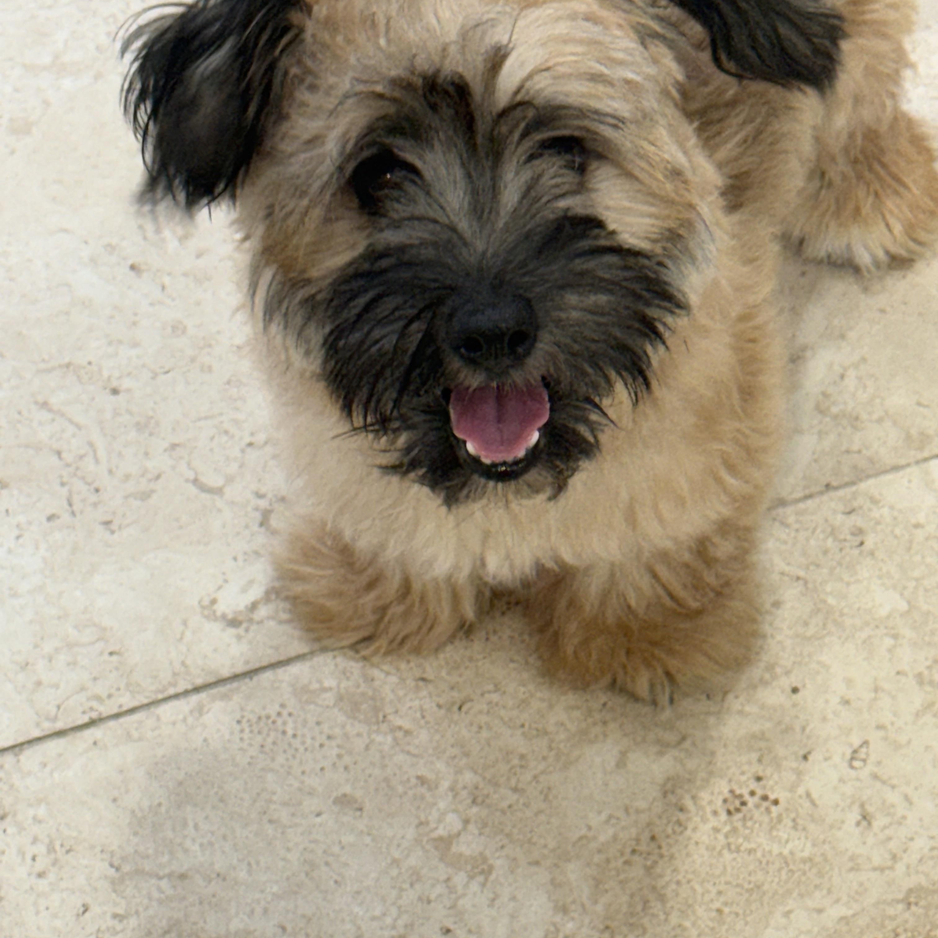 Enlarge Boba, a Adoptable mixed breed in Bradenton, FL image 5/6