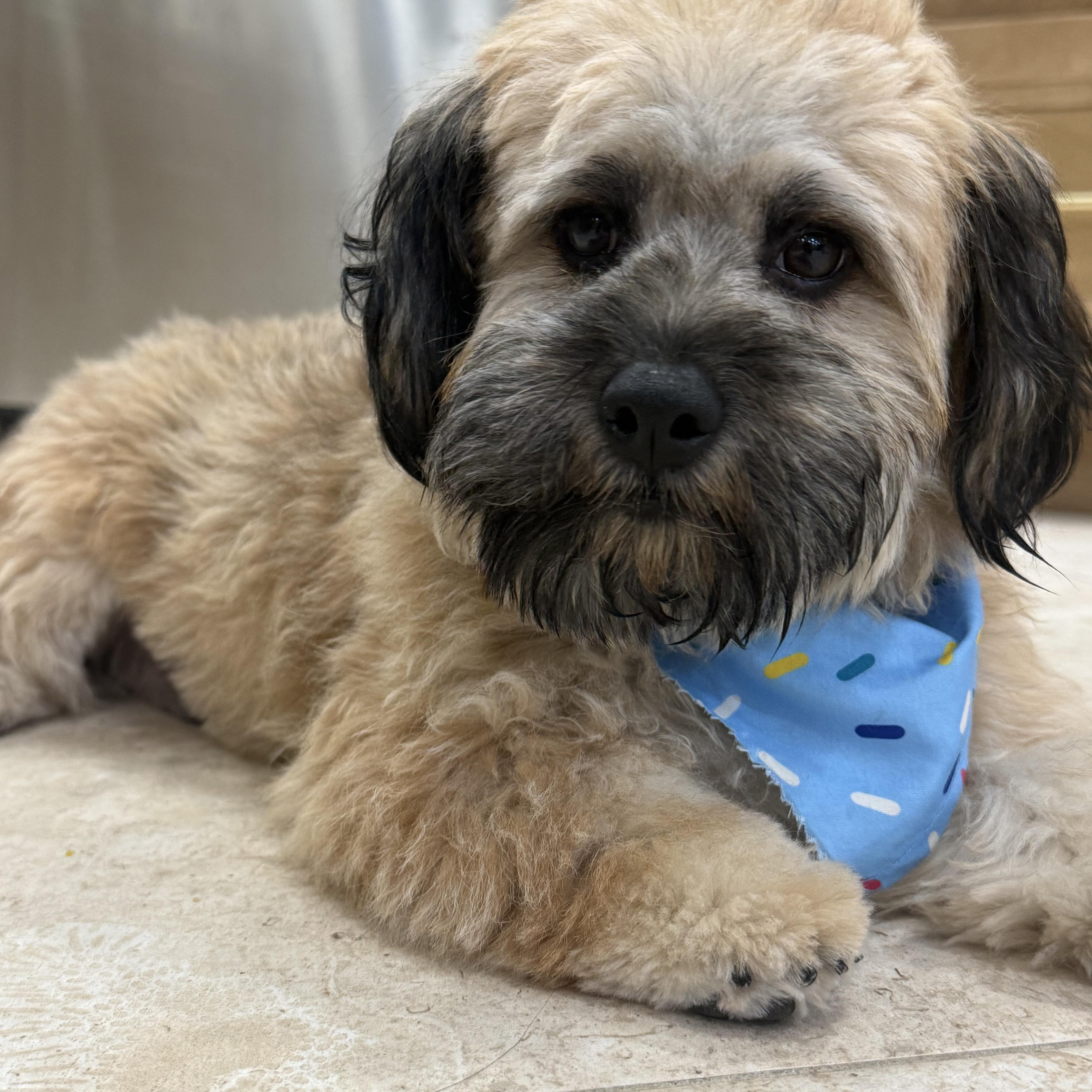 Boba, Adoptable, Puppy Male Wheaten Terrier.